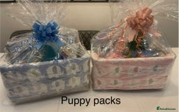 Toy Poodle dogs for sale: Asian Toy Poodle Puppies  - Image 11