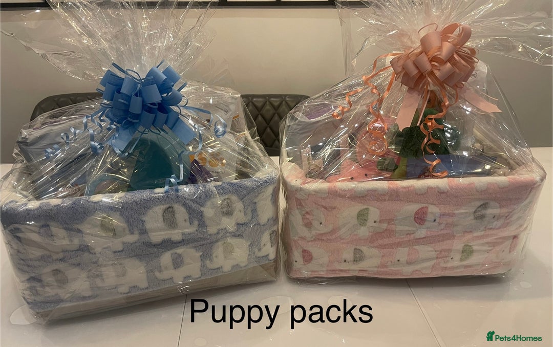 Toy Poodle dogs for sale: Asian Toy Poodle Puppies  - Image 11