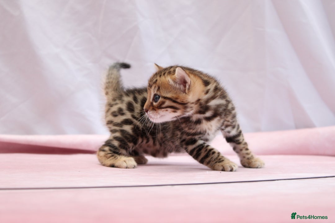 Bengal cats for sale: 🔥Absolute stunning Bengals for reservation🔥 - Image 12