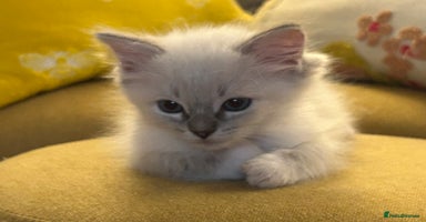 Ragdoll cats - Advert 9