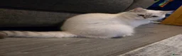 British Shorthair cats for sale: 3 Gorgeous White & Golden Shorthair Boys 🐾 - Advert 2