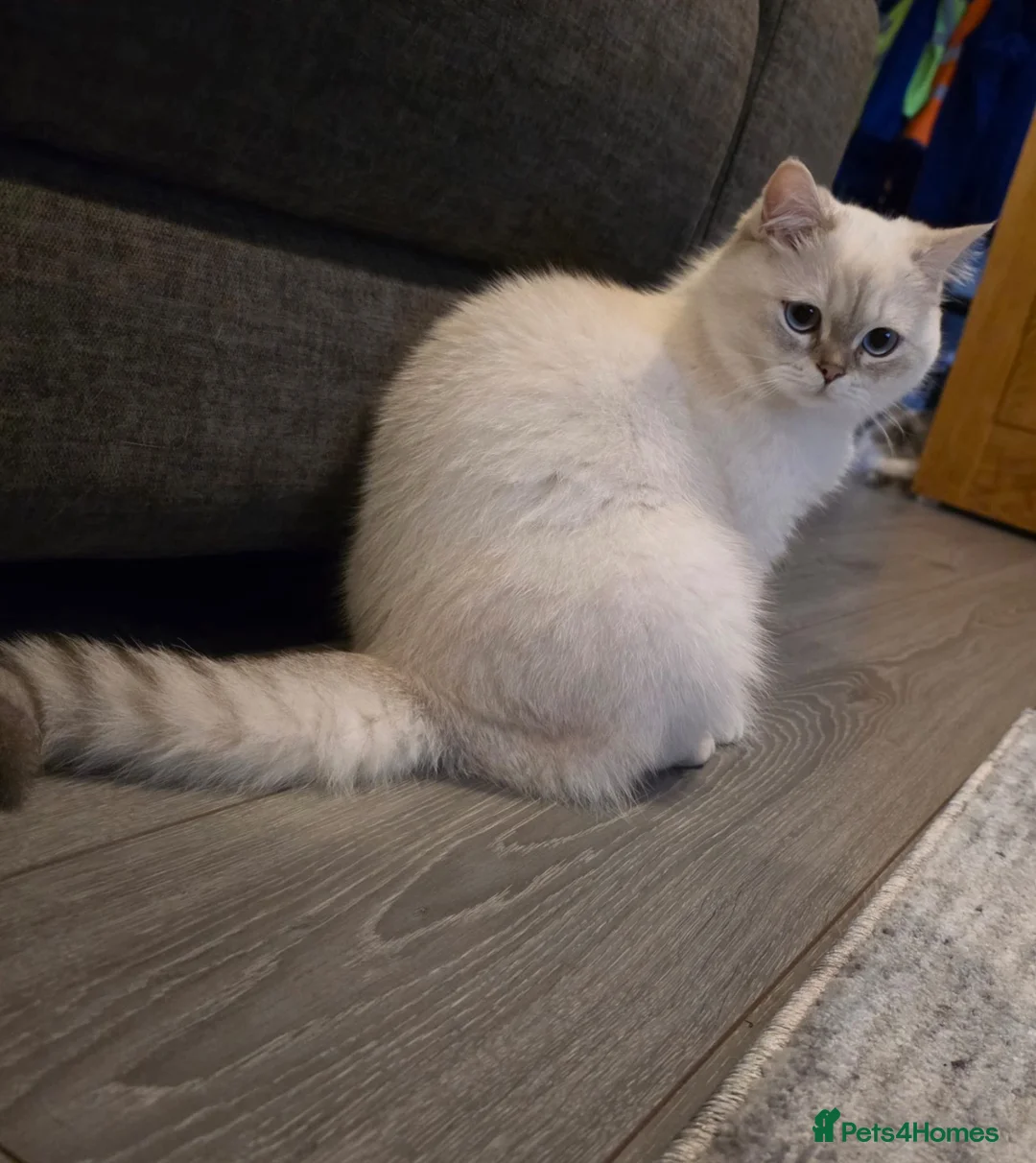 British Shorthair cats for sale: 3 Gorgeous White & Golden Shorthair Boys 🐾 - Advert 2