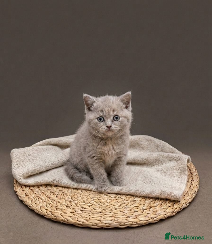 British Shorthair cats Absolutely beautiful kittens looking forever homes - Advert 5