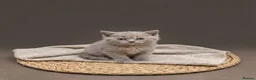 British Shorthair cats for sale: Absolutely beautiful kittens looking forever homes - Advert 14
