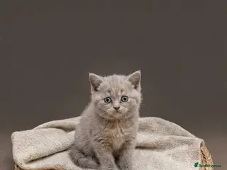British Shorthair cats Absolutely beautiful kittens looking forever homes - Advert 5