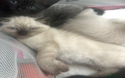 British Shorthair cats for sale: BEAUTIFUL BRITISH SHORTHAIR KITTENS  - Image 3