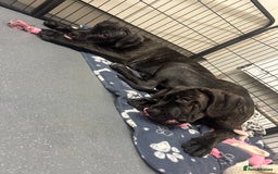 Cane Corso dogs for sale: CLOSING ADVERT ONCE REVIEWS ARE MADE - Advert 15