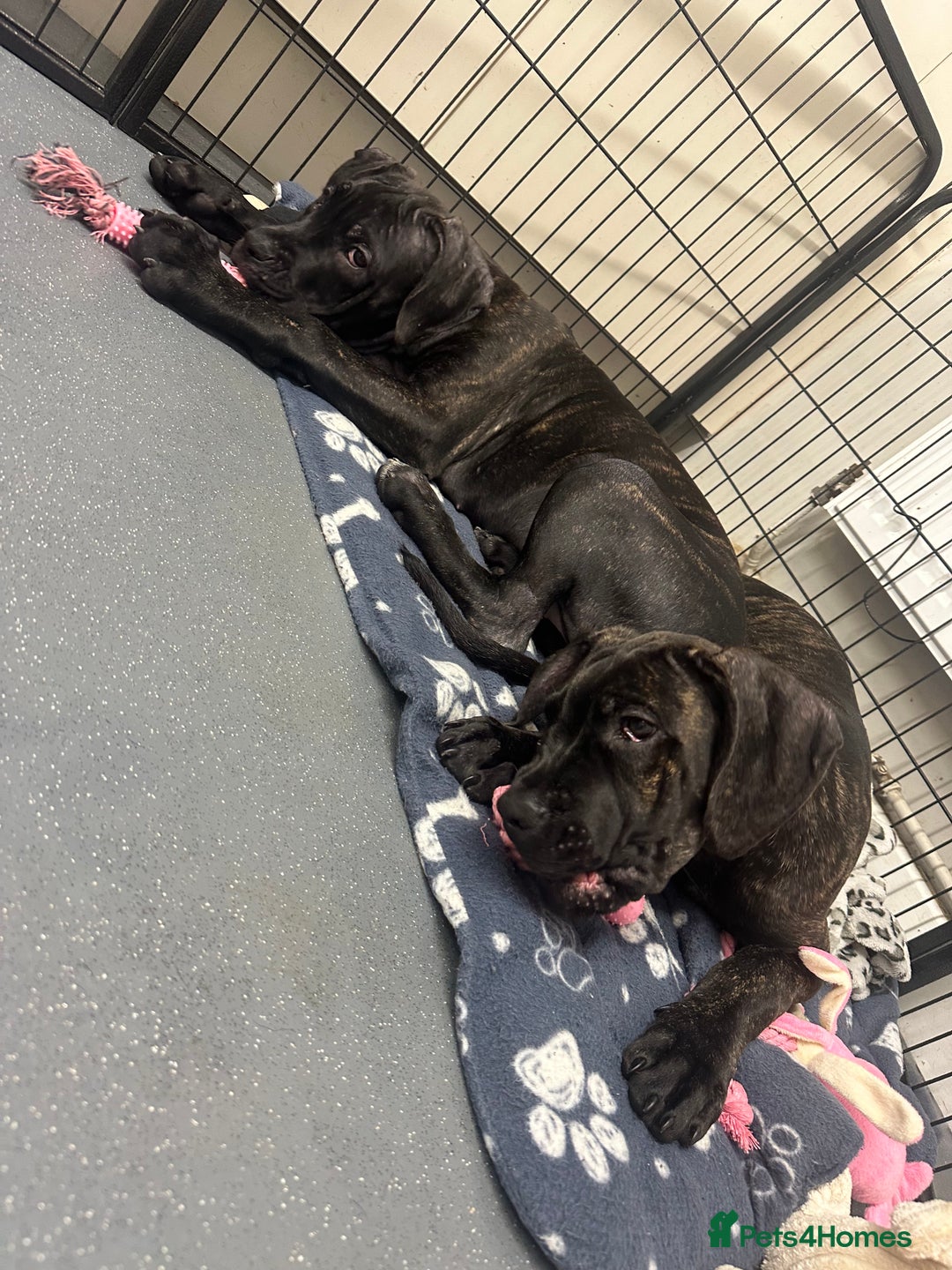 Cane Corso dogs for sale: CLOSING ADVERT ONCE REVIEWS ARE MADE - Advert 15