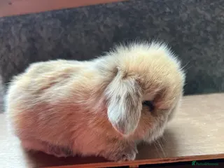 Mini Lion Lop rabbits Mini lion lop babies - Advert 16