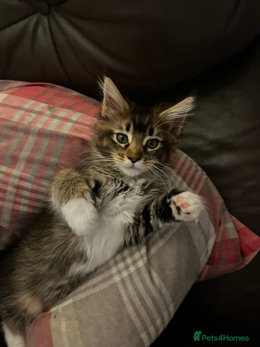Maine Coon cats for sale:  Pedigree Maine Coon kittens - Advert 36