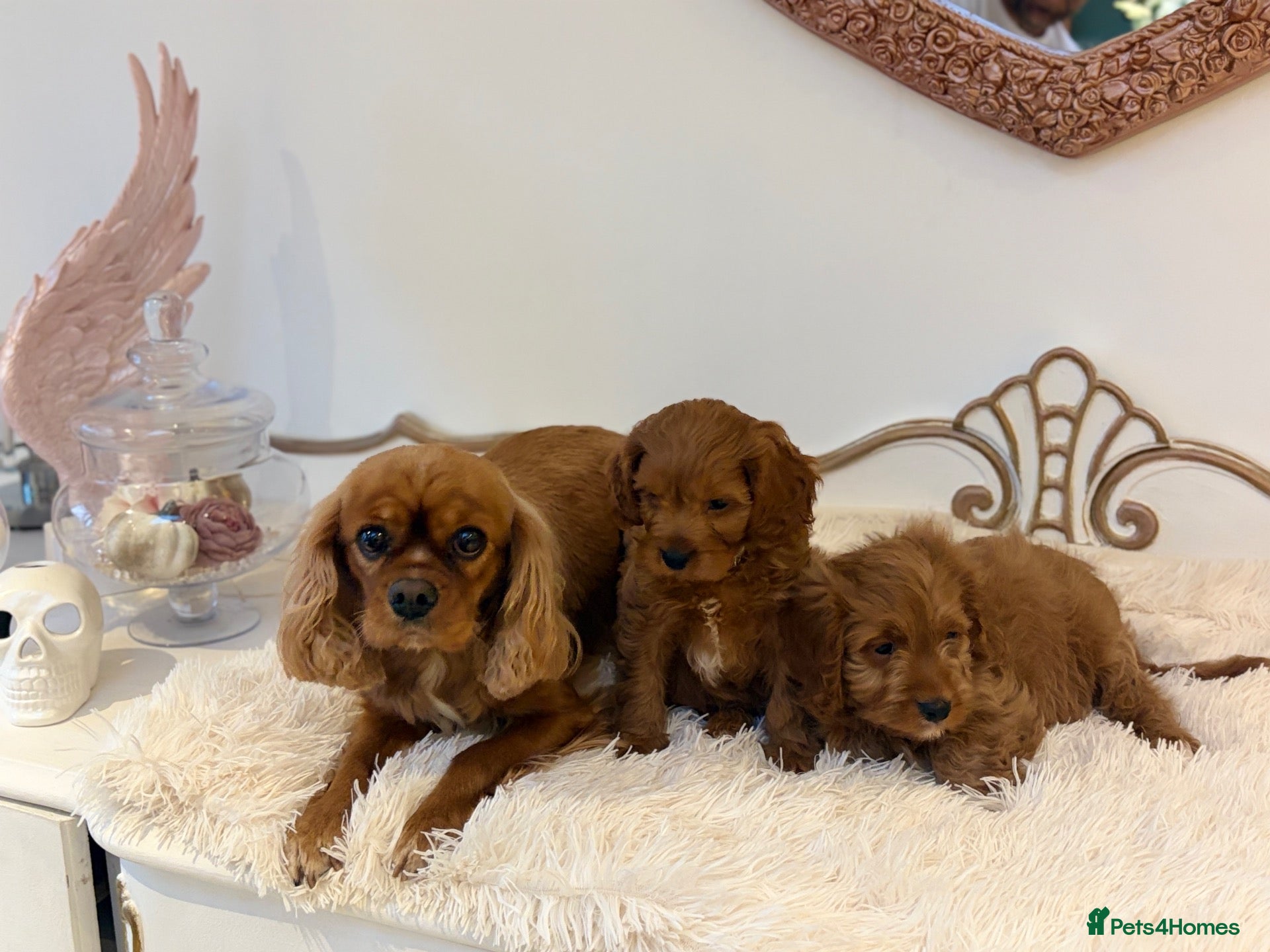 Cavapoo dogs F1 beautiful red cavapoo puppies Family raised - Advert 2