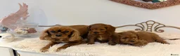 Cavapoo dogs for sale: F1 beautiful red cavapoo puppies Family raised in Sidcup - Advert 2