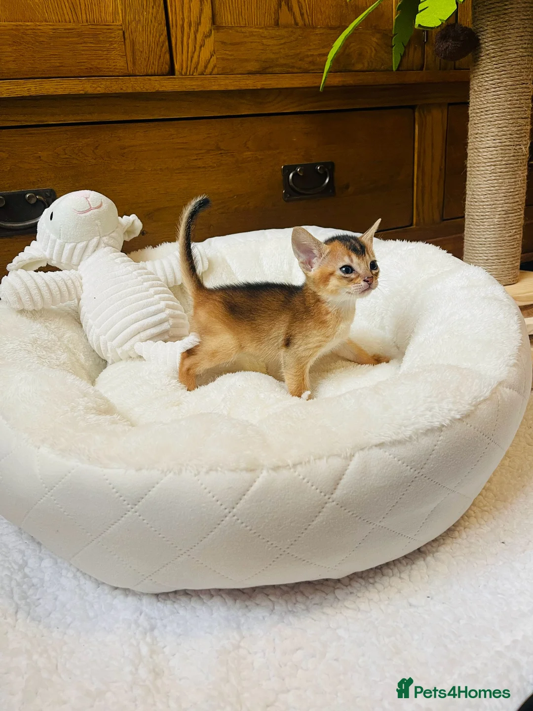 Abyssinian cats for sale:  🏆🥇🏵️Top Quality Champion Lines Abyssinian  - Advert 20