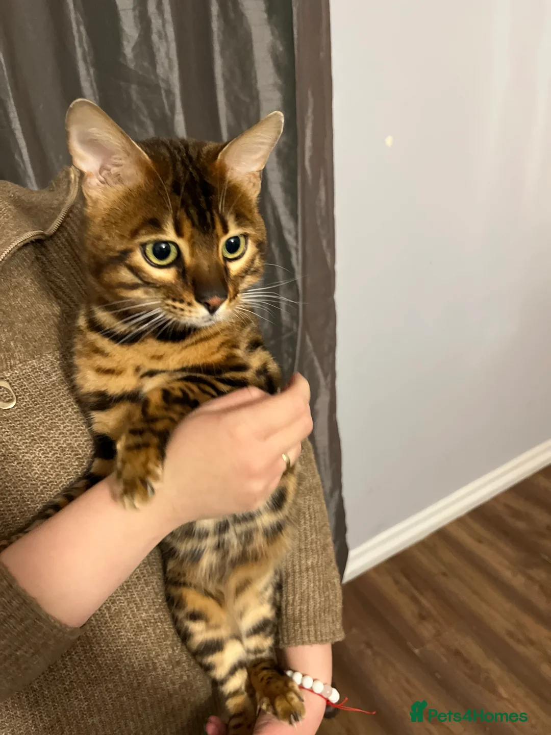Bengal cats for stud: Adorable pure Bengal boy❤️ for stud in Purfleet - Advert 4