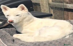 Siberian Husky dogs for sale: KC REG WHITE SIBERIAN HUSKY - Image 5