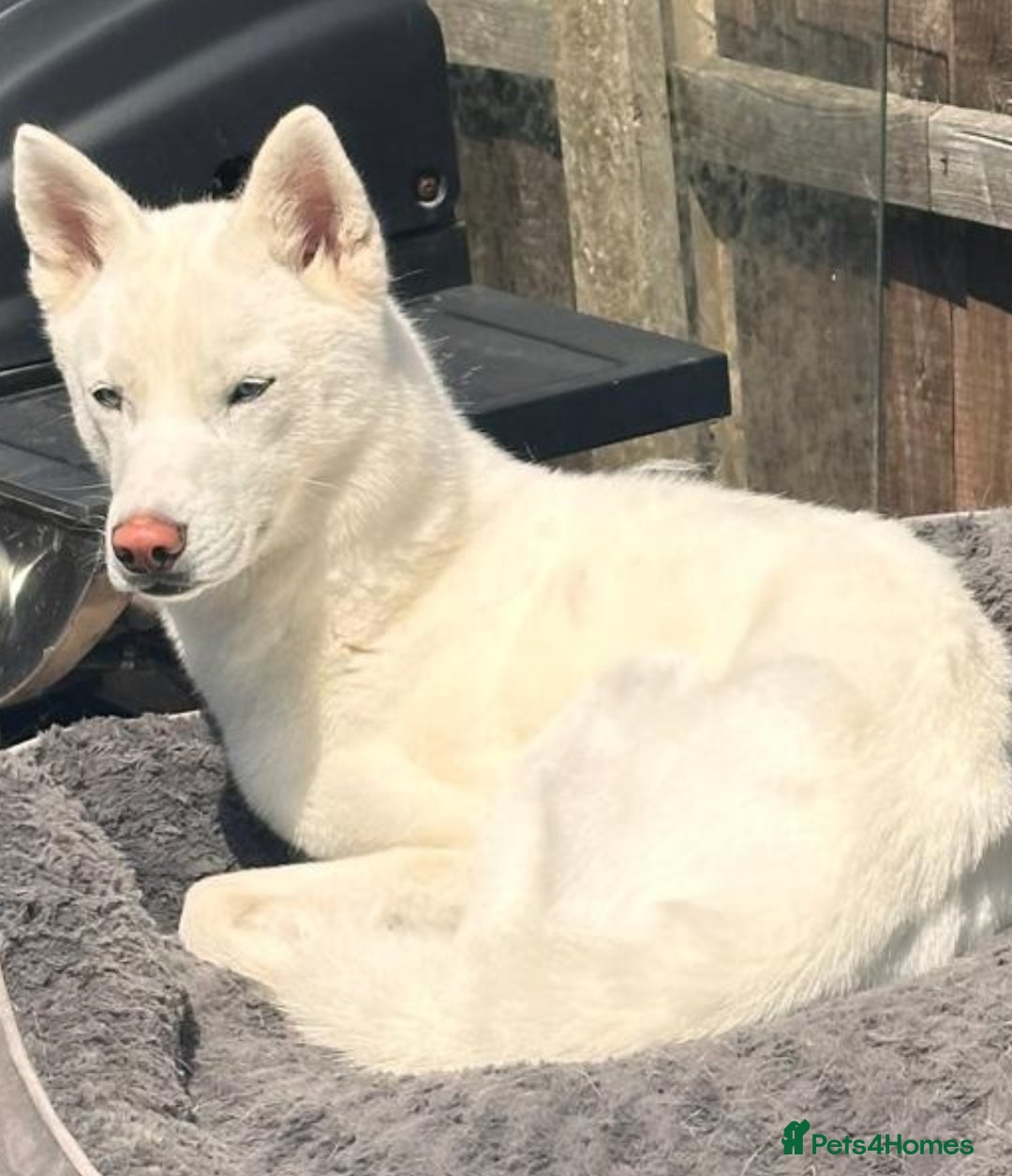 Siberian Husky dogs for sale: KC REG WHITE SIBERIAN HUSKY - Image 5