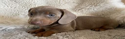 Dachshund dogs for sale: Gorgeous dachshund puppies deposit secure  - Advert 13