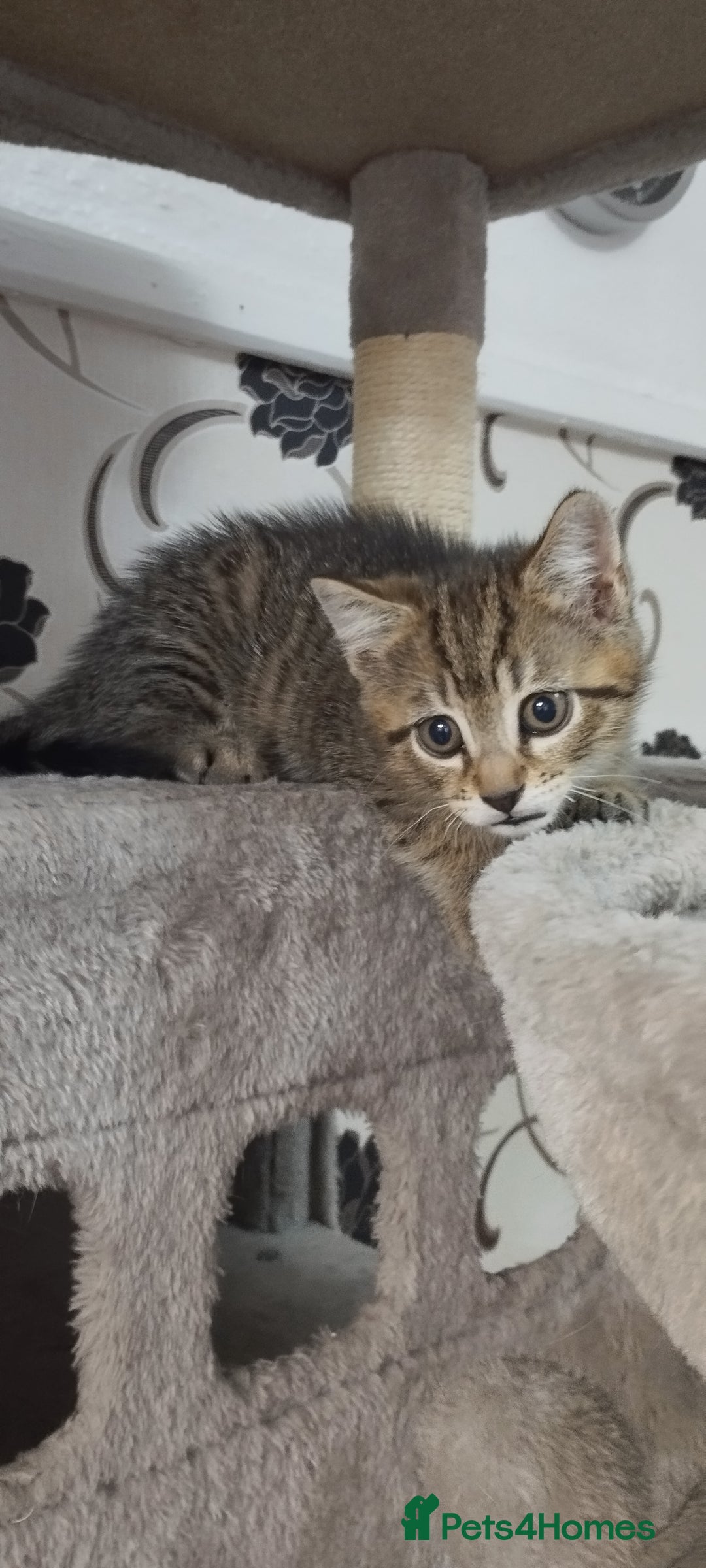 British Shorthair cats for sale: Lovely cute kittens search new homes  - Advert 8