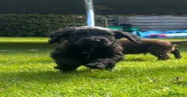 Sprocker dogs - Advert 11