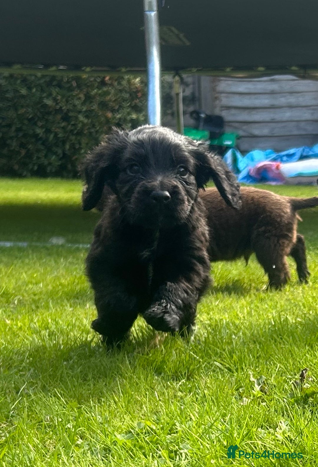 Sprocker dogs for sale: Sprocker spaniel puppies - Image 2