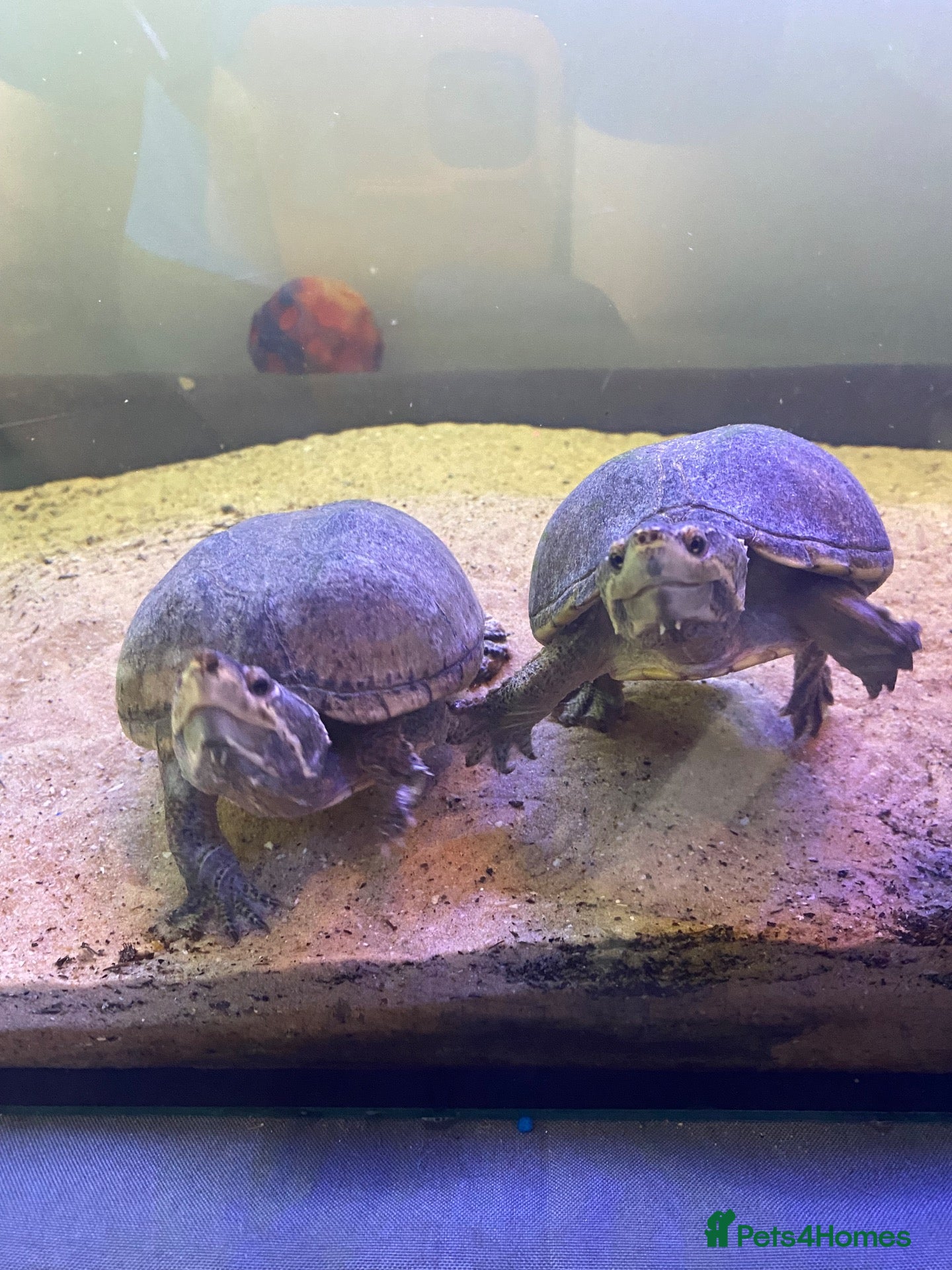 Turtle reptiles Two male musk turtles  - Advert 3