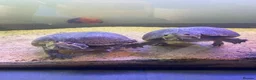 Turtle reptiles for sale: Two male musk turtles  - Advert 1