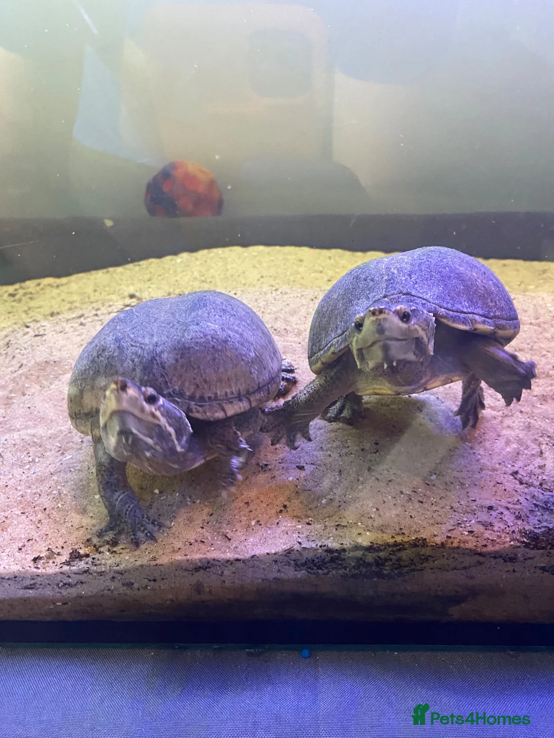 Turtle reptiles for sale: Two male musk turtles  - Advert 1