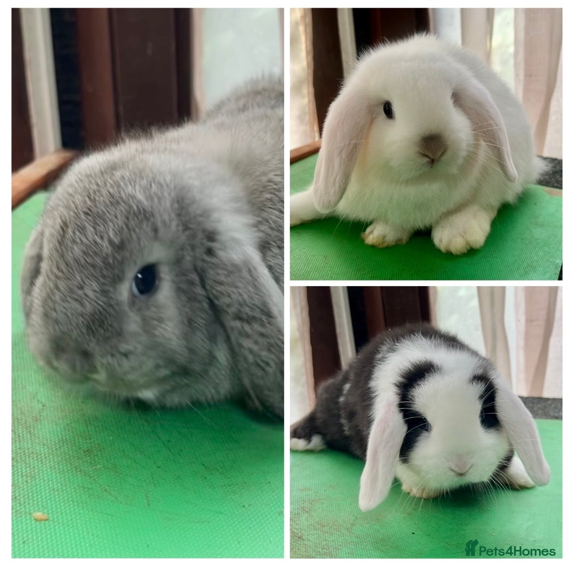 Mini Lop rabbits Beautiful coloured Mini Lops - Advert 5