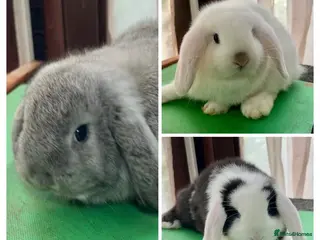 Mini Lop rabbits Beautiful coloured Mini Lops - Advert 5