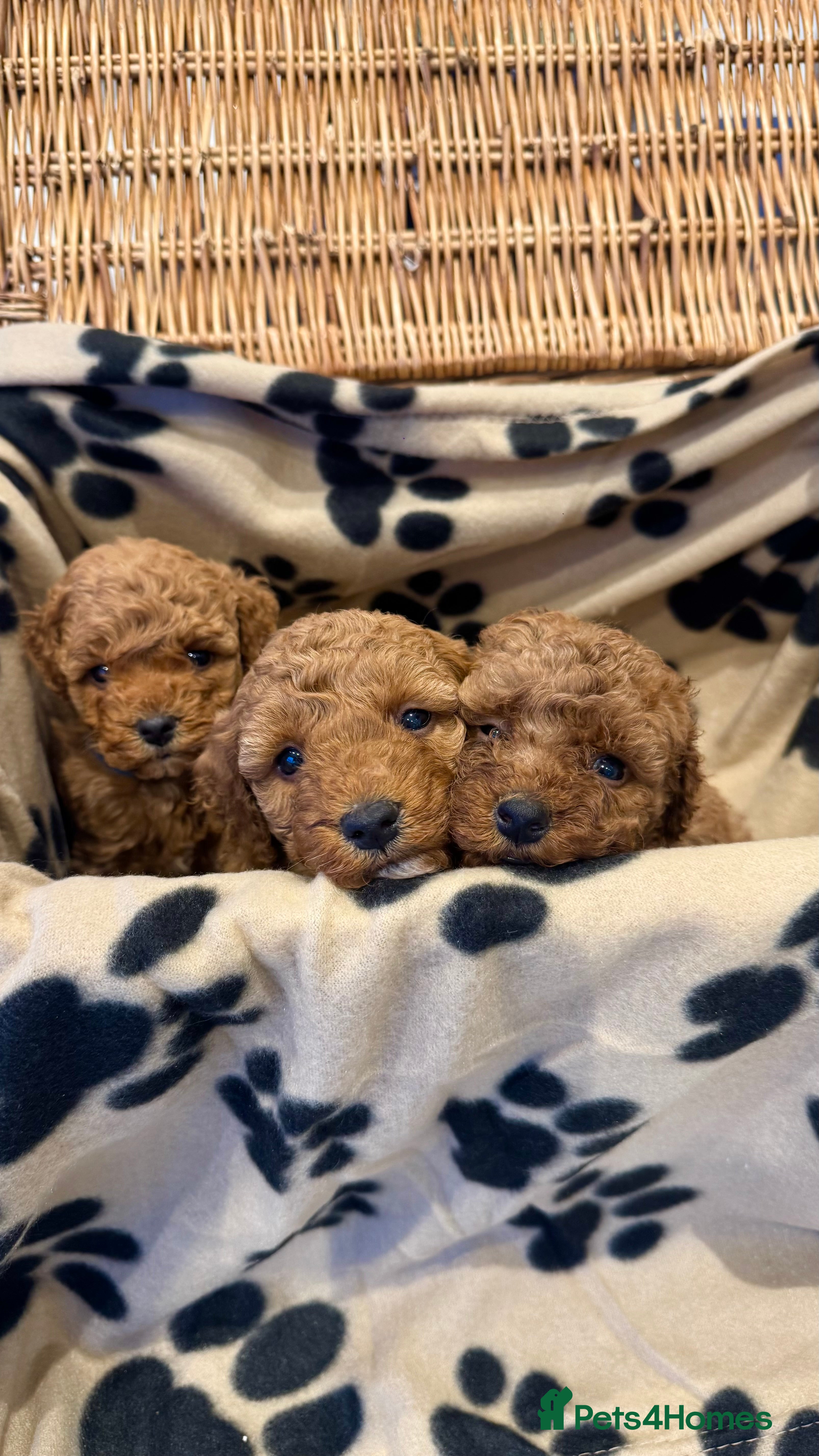 Cockapoo dogs ✨Stunning F1b Cockerpoo puppys✨ - Advert 13