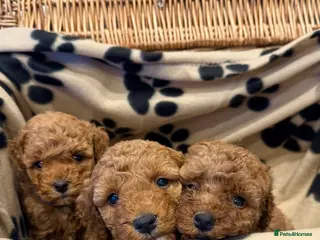 Cockapoo dogs ✨Stunning F1b Cockerpoo puppys✨ - Advert 13