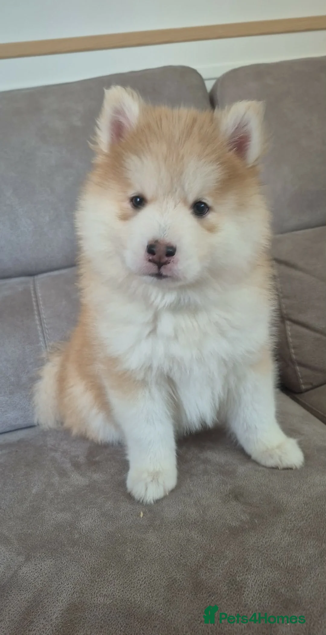 Pomsky dogs for sale: Mini Husky F4 Pomsky Puppies–Fluffy,Husky Markings - Advert 2