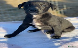 Whippet dogs for sale: Beautiful homebred whippet puppies  - Image 10
