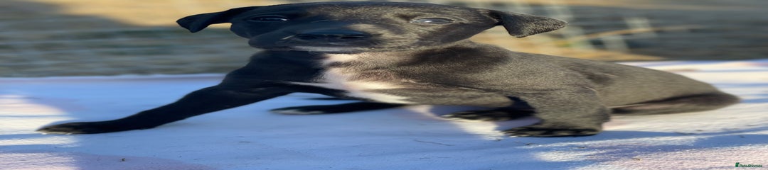Whippet Puppy 5