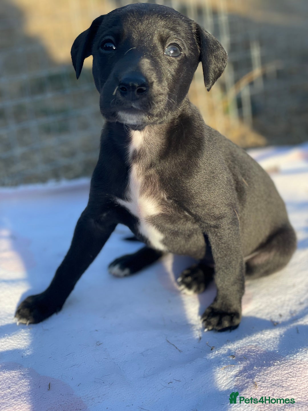 Whippet dogs for sale: Beautiful homebred whippet puppies  - Image 10