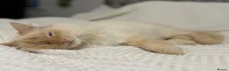 Ragdoll cats for sale: Rare cream pointed ragdoll - Advert 4