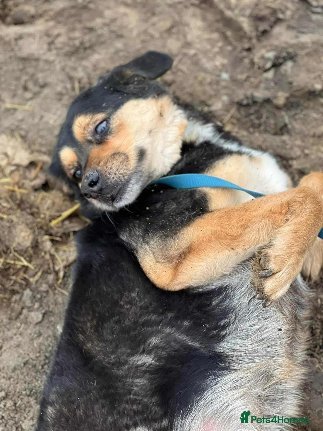 Mixed Breed dogs for adoption: 💕 Meet Freddie – Ready to Love 💕 - Advert 3