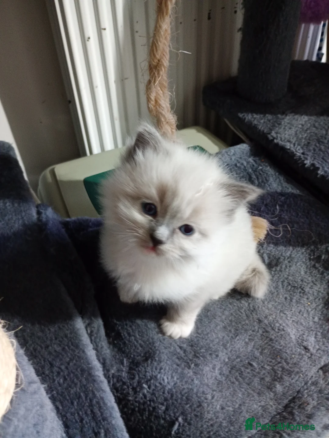 Ragdoll cats for sale: Beautiful pedigree female Ragdoll kitten  - Advert 14