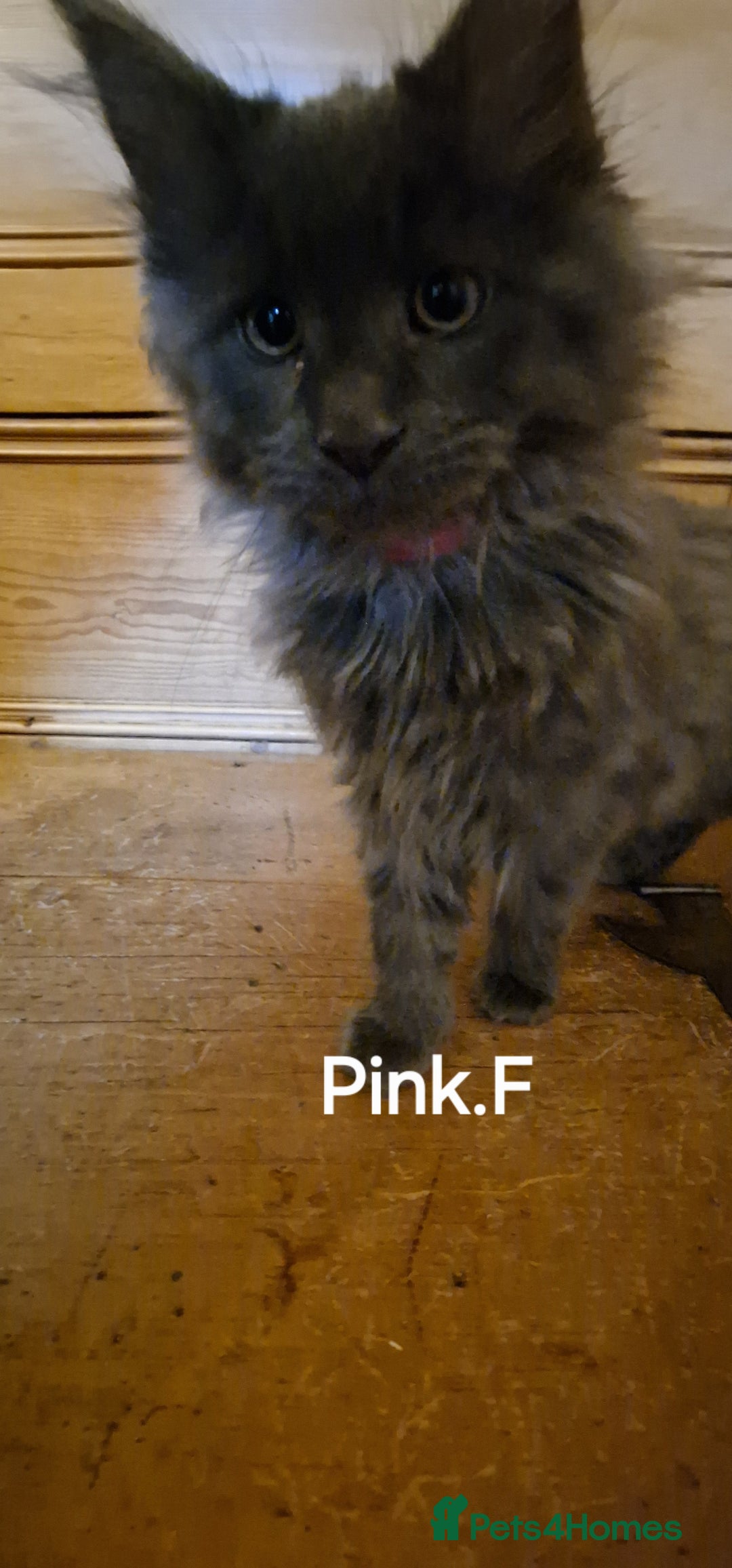 Maine Coon cats for sale: Maine coon kittens  - Advert 5