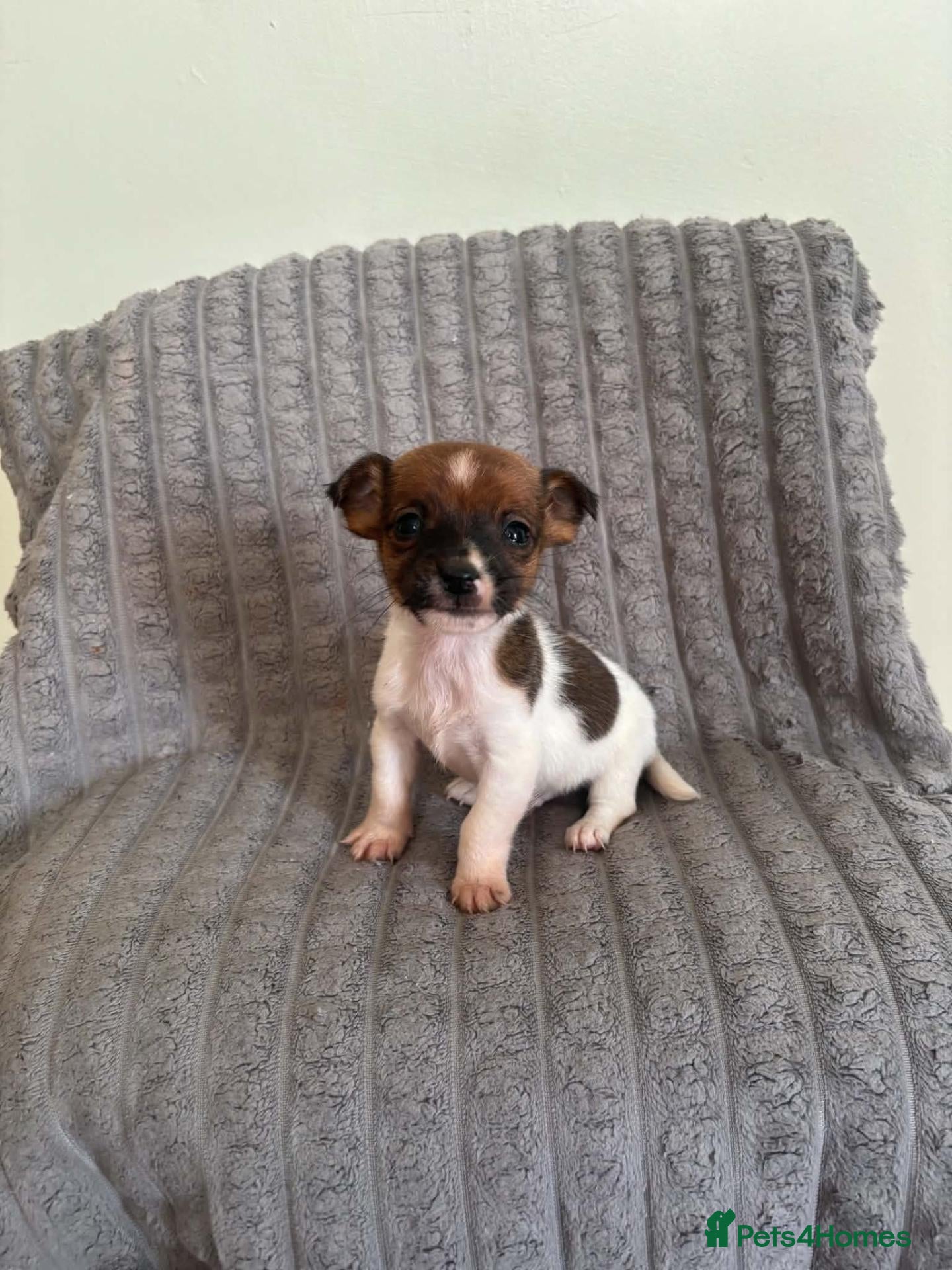 Jack Russell dogs Dan smith  - Advert 2