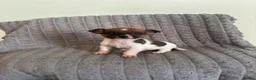 Jack Russell dogs for sale: Dan smith  - Advert 2