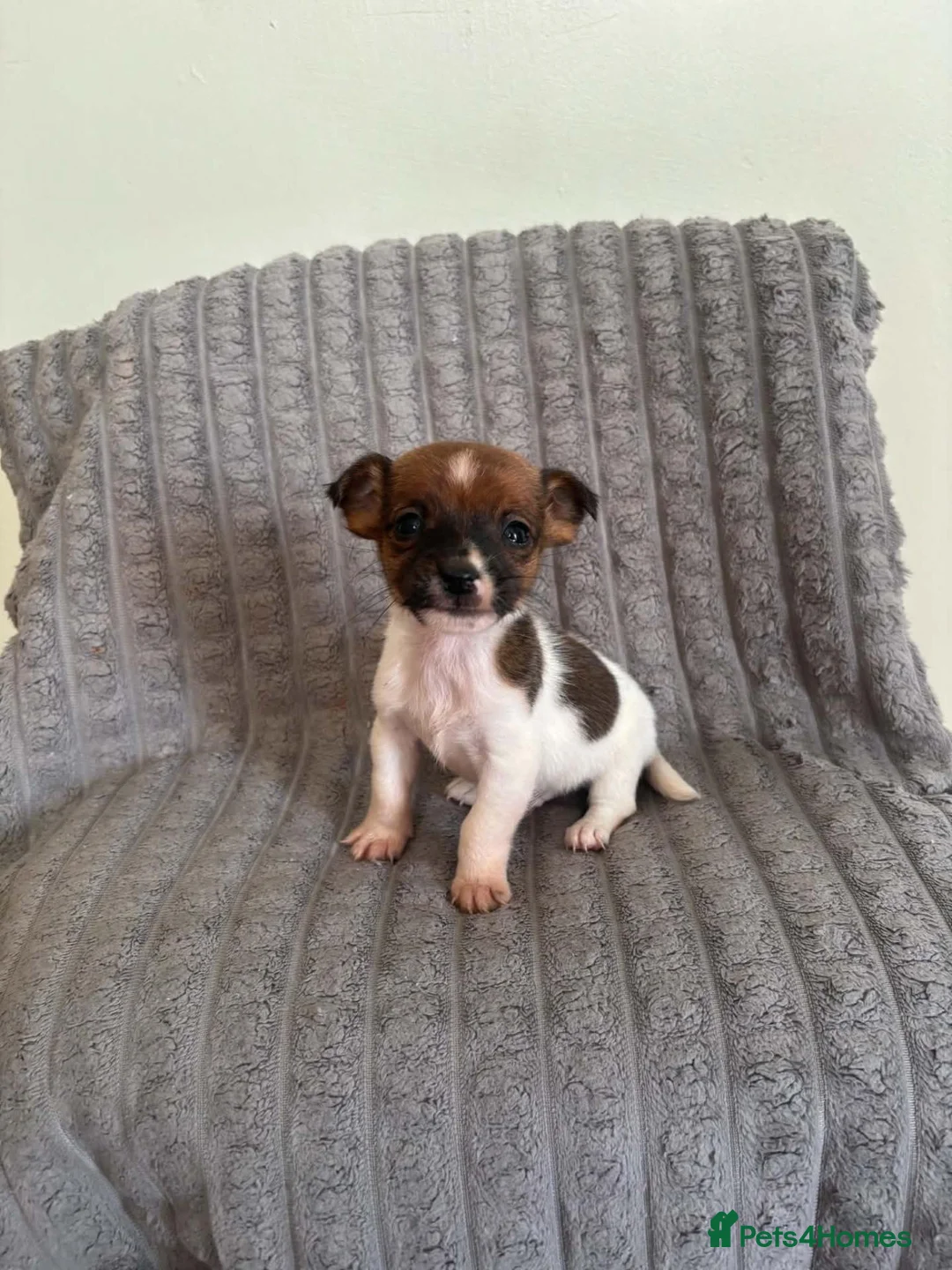 Jack Russell dogs for sale: Dan smith  - Advert 2