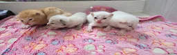 Maine Coon cats for sale: Mainecoon cross kittens - Advert 8