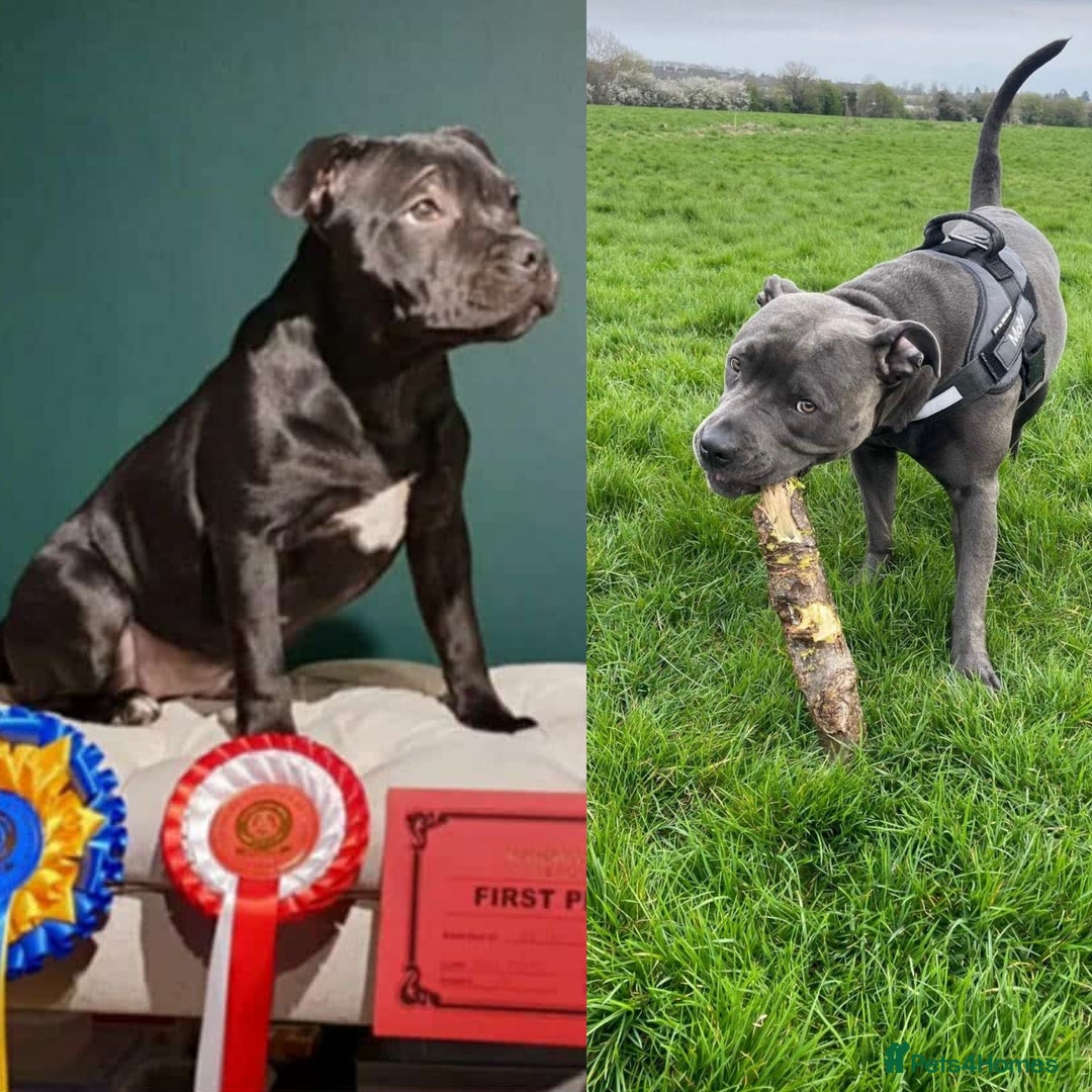 Staffordshire Bull Terrier dogs for sale: Puppies for sale  - Advert 6