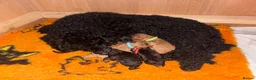 Cockapoo dogs for sale: F1b cockapoo  - Advert 7