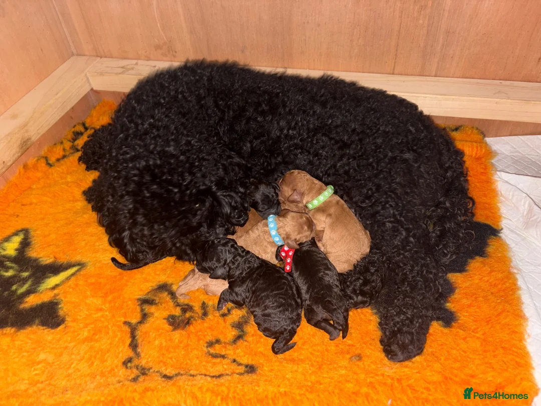 Cockapoo dogs for sale: F1b cockapoo  - Advert 7