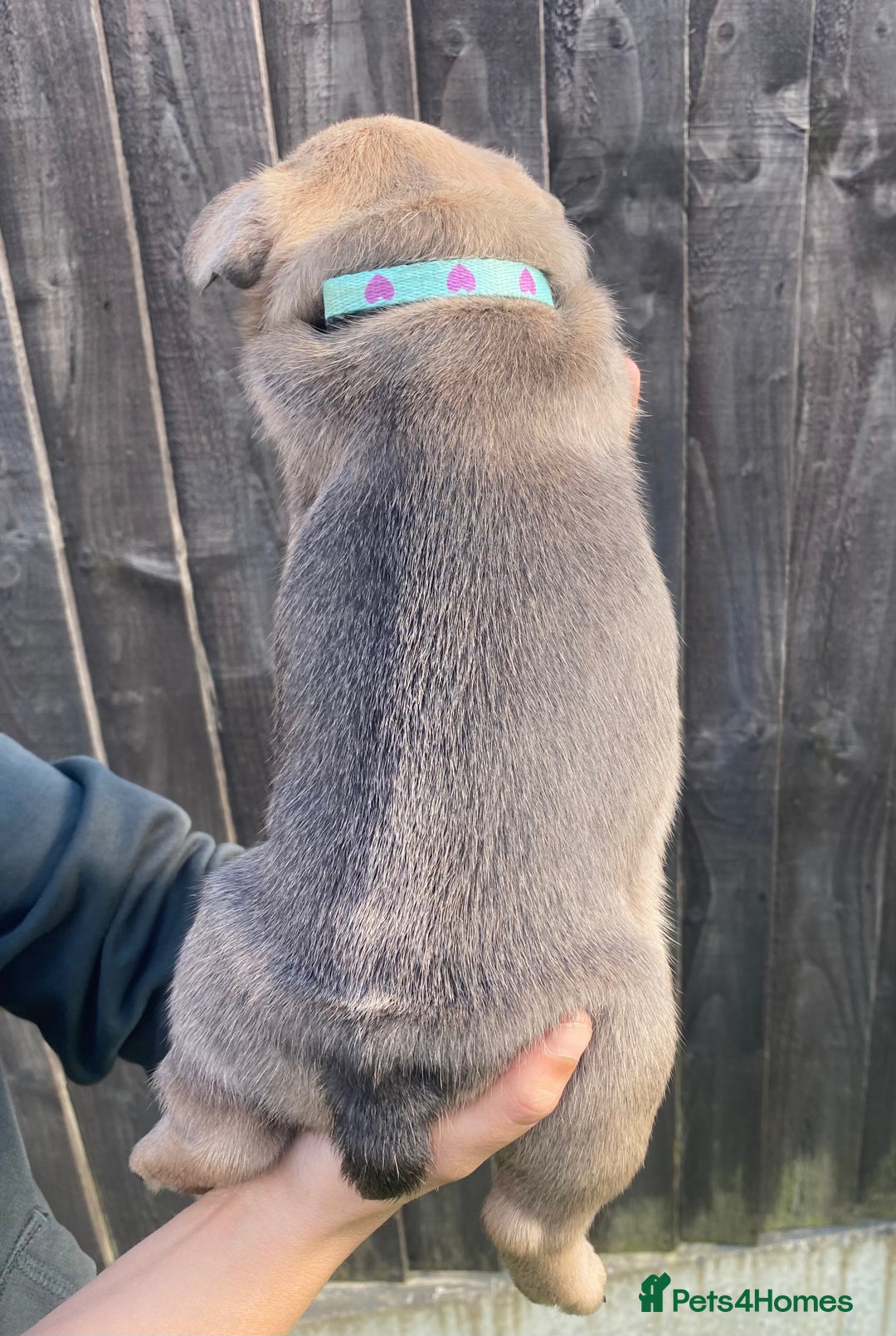 French Bulldog dogs for sale: Beautiful French bulldog puppies  - Image 4