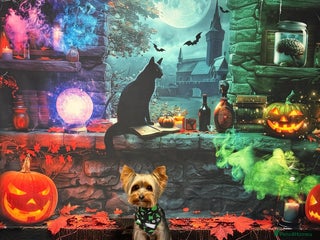 Yorkshire Terrier dogs - Advert 4