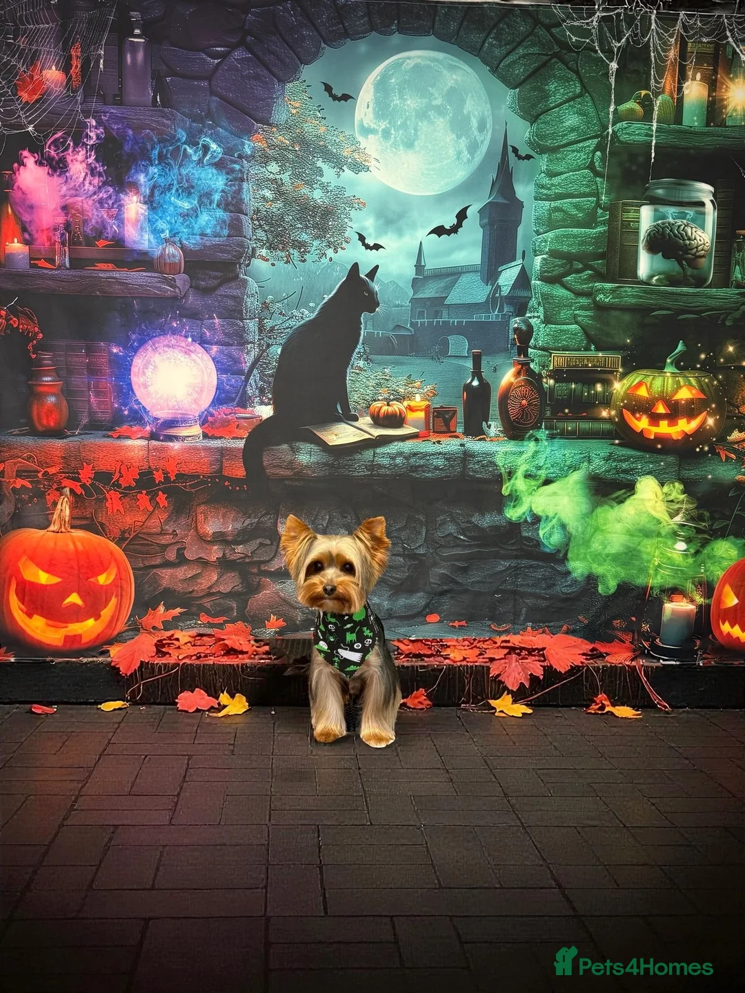 Yorkshire Terrier dogs for stud: Freddy an experienced Yorkie looking for love - Advert 1