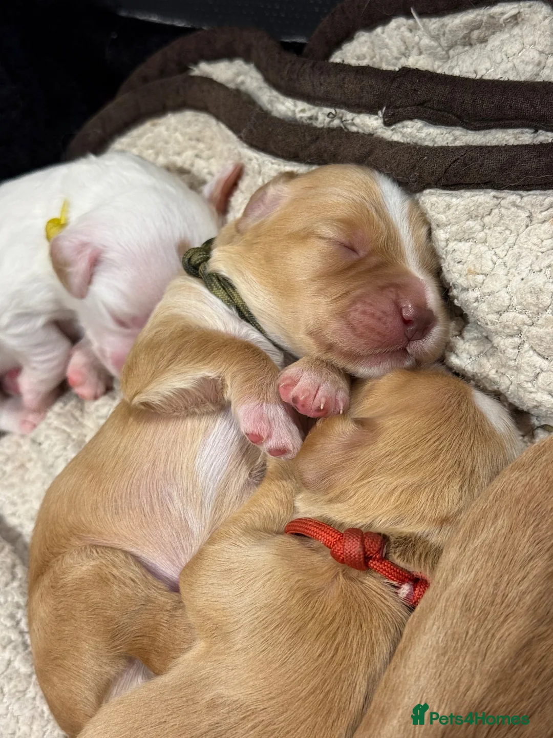 Sprocker dogs for sale: Gorgeous Sprocker Spaniel Puppies - Advert 2